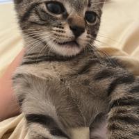 Gattini adorabili