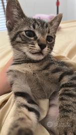 Gattini adorabili