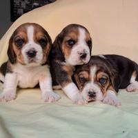 Beagle Elisabeth maschi e femmine