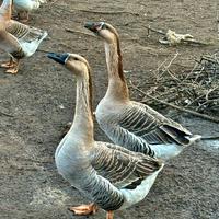 Oche Cignoidi Femmine