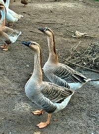 Oche Cignoidi Femmine