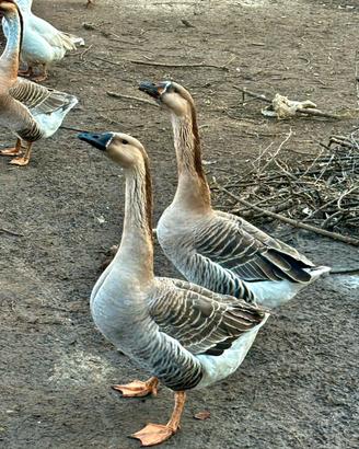 Oche Cignoidi Femmine