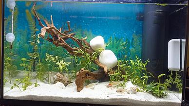 acquario 