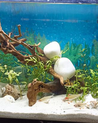 acquario 