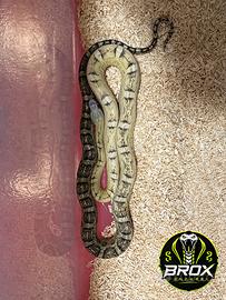 Serpenti del grano