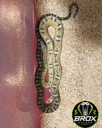 Serpenti del grano