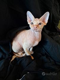 Devon rex, maschietto, colore red makarel tigree