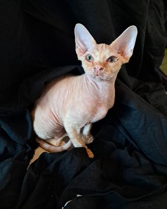 Devon rex, maschietto, colore red makarel tigree