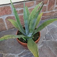 Agave americana 