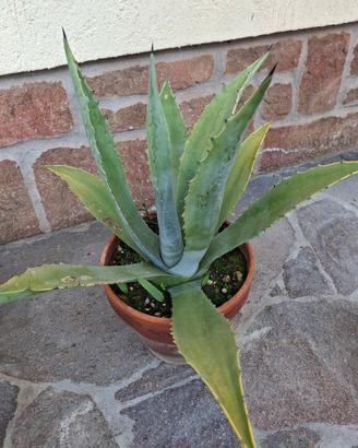 Agave americana 