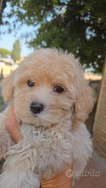 Cucciolo maschio maltipoo crema toy