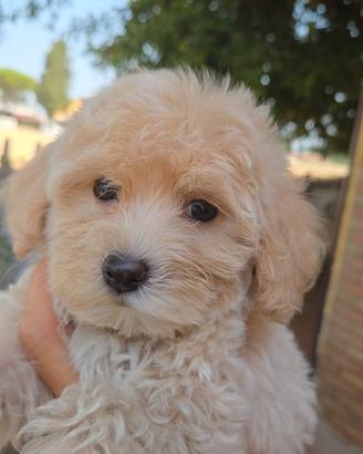 Cucciolo maschio maltipoo crema toy
