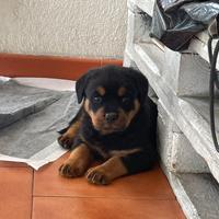 Rottweiler
