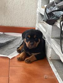 Rottweiler