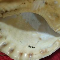 conchiglia marina detta tromba di varr