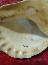 conchiglia marina detta tromba di varr