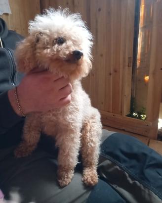 Barboncino