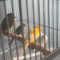 2 canarini masc e 2 ciuffol. messica. anellati