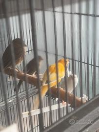 2 canarini masc e 2 ciuffol. messica. anellati