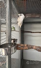 Cacatua Alba