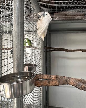Cacatua Alba