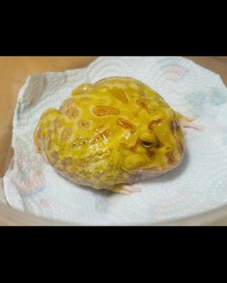 Rana Pacman