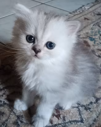Persiana chinchilla silver doll face