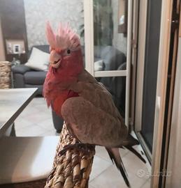 Ara Ararauna,Cenerini,Amazzoni,Ecletti,Cacatua