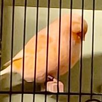 Canarini norwich fife e border