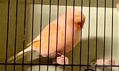 Canarini norwich fife e border