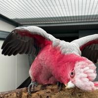 Coppia cacatua roseicapilla