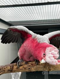 Coppia cacatua roseicapilla