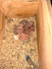 Pulli inseparabili da allevare a mano