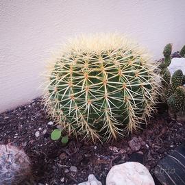 Pianta grassa Echinocactus grusonii