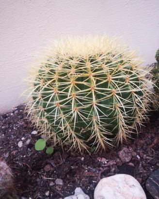 Pianta grassa Echinocactus grusonii