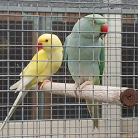 Parrocchetto dal collare