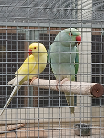 Parrocchetto dal collare