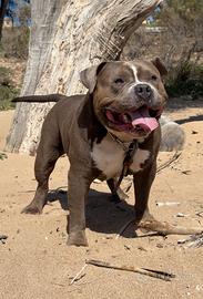 American Bully Pocket