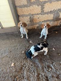 Cuccioli breton