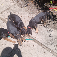 Segugi italiani da caccia alla lepre