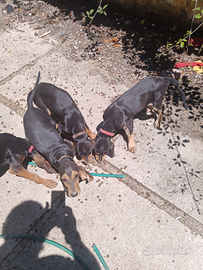 Segugi italiani da caccia alla lepre