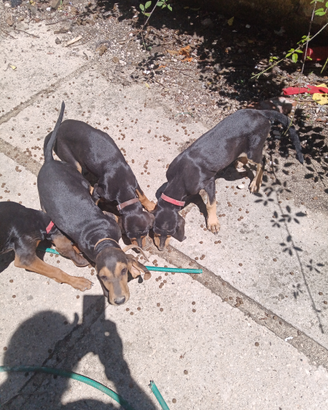 Segugi italiani da caccia alla lepre