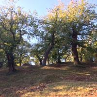 Castagneto-marroneta