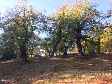 Castagneto-marroneta