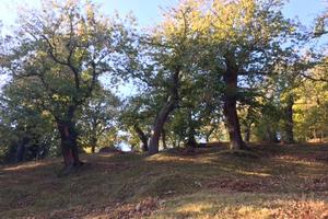 Castagneto-marroneta