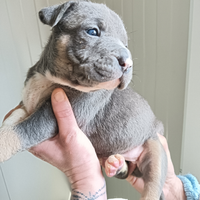 American Pitbull terrier