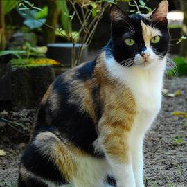Gattini tricolore