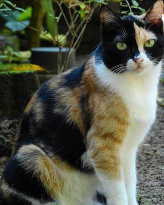 Gattini tricolore