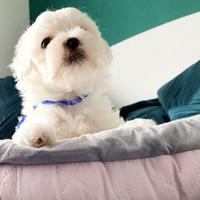 Cuccioli maltese maschi