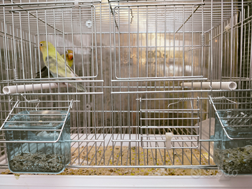 Inseparabili Fischer